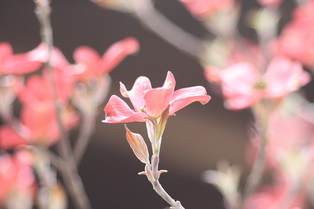 ハナミズキその１２　a flowering dog wood