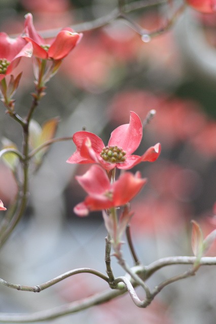 ハナミズキその１２　a flowering dog wood