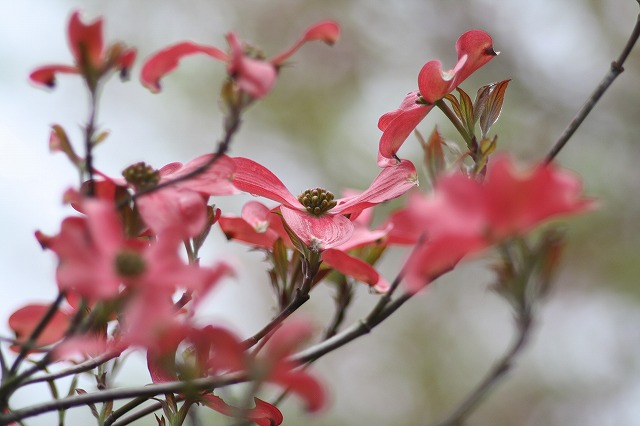 ハナミズキその１２　a flowering dog wood