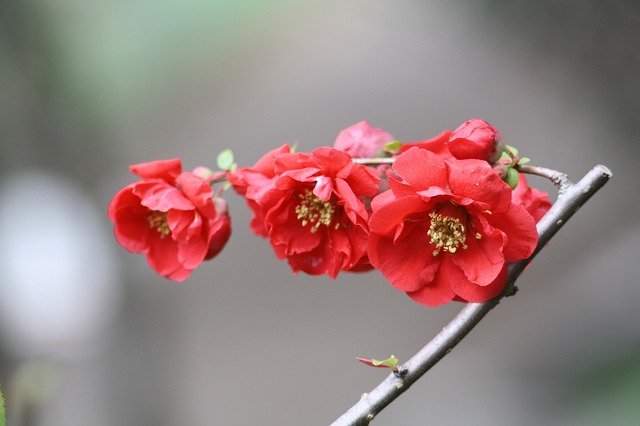 ぼけ
