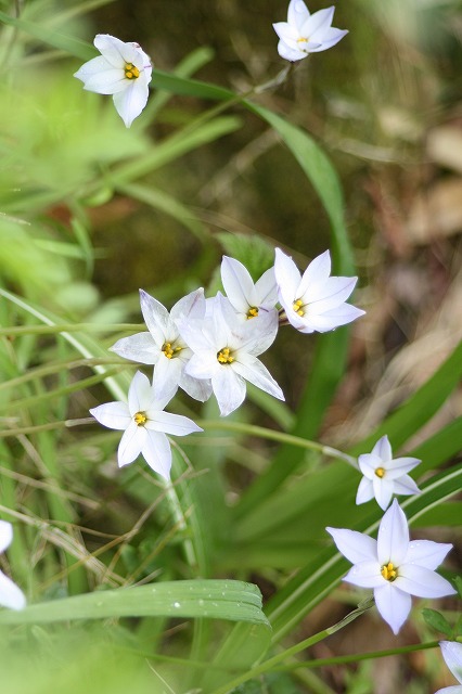 ハナニラ　Spring star flower