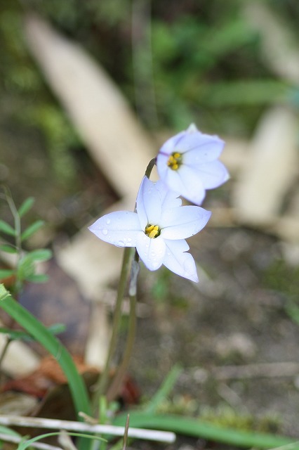 ハナニラ　Spring star flower