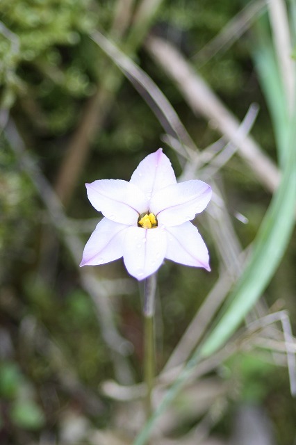 ハナニラ　Spring star flower