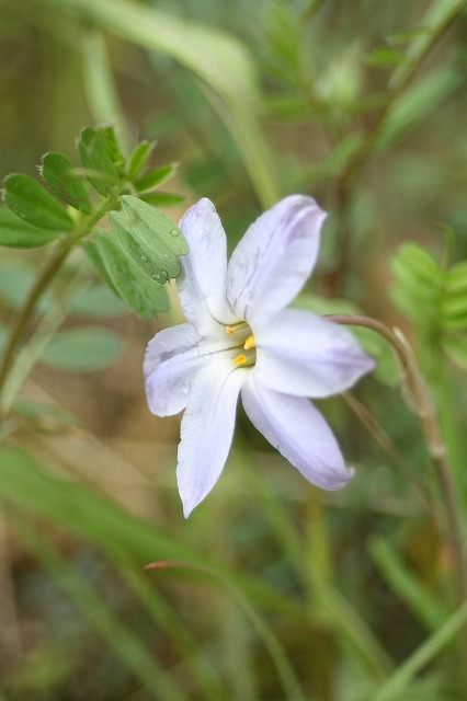 ハナニラ　Spring star flower