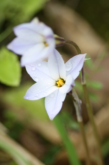 ハナニラ　Spring star flower