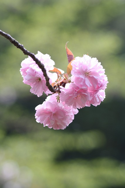 八重桜　その８