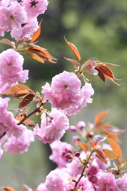 八重桜　その８