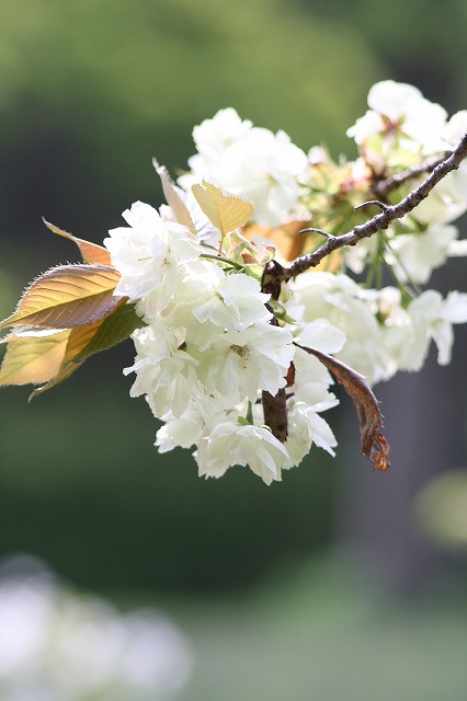 八重桜　その８
