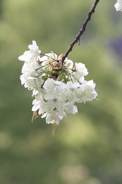 八重桜　その８