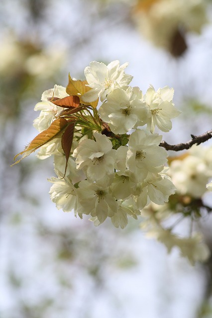 八重桜　その８