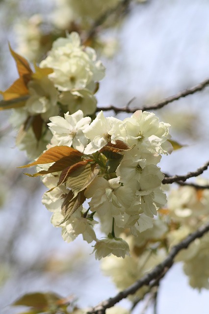 八重桜　その８
