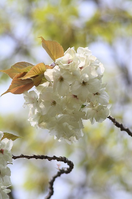 八重桜　その８