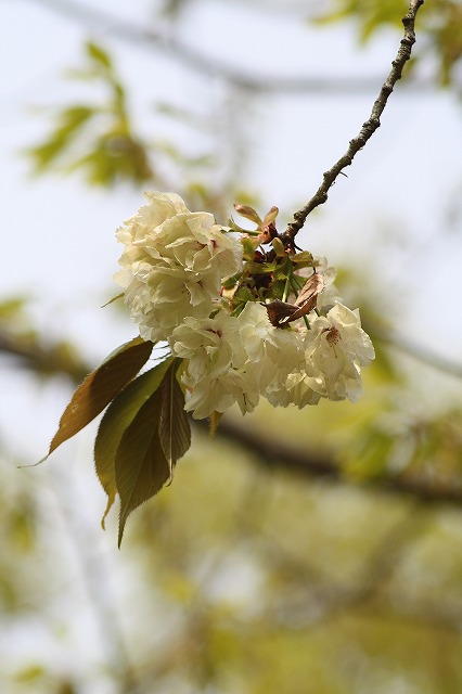 八重桜　その８