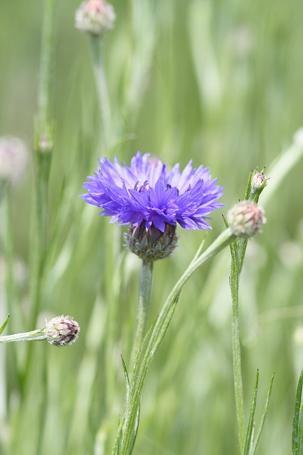 やぐるまそう　a cornflower