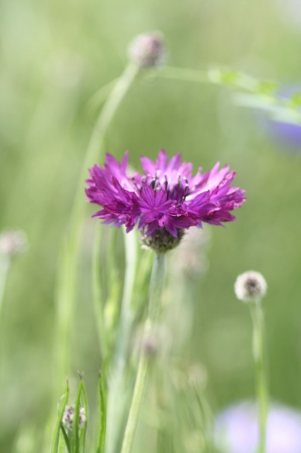 やぐるまそう　a cornflower