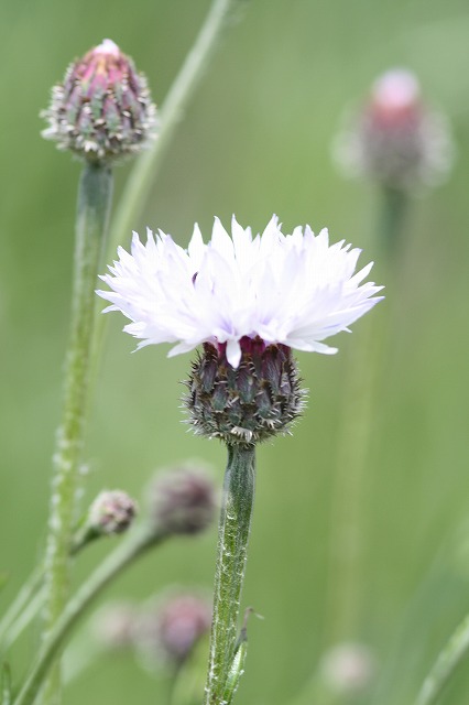 やぐるまそう　a cornflower