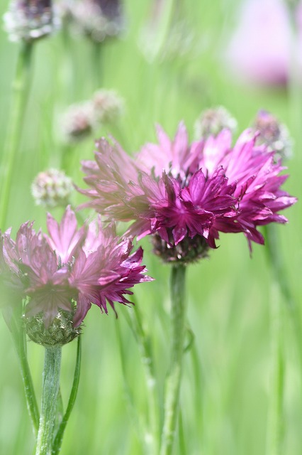 やぐるまそう　その２　a cornflower