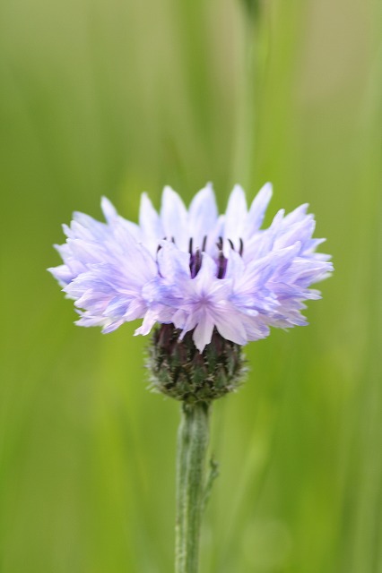 やぐるまそう　その２　a cornflower