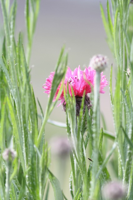 やぐるまそう　その２　a cornflower