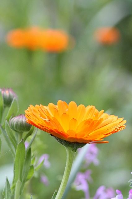 金盞花　a commonmarigold