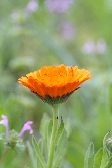 金盞花　a commonmarigold