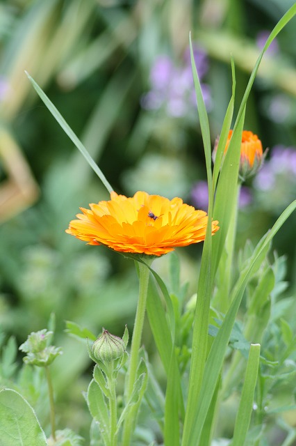 金盞花　a commonmarigold