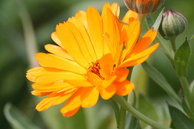 金盞花　a commonmarigold