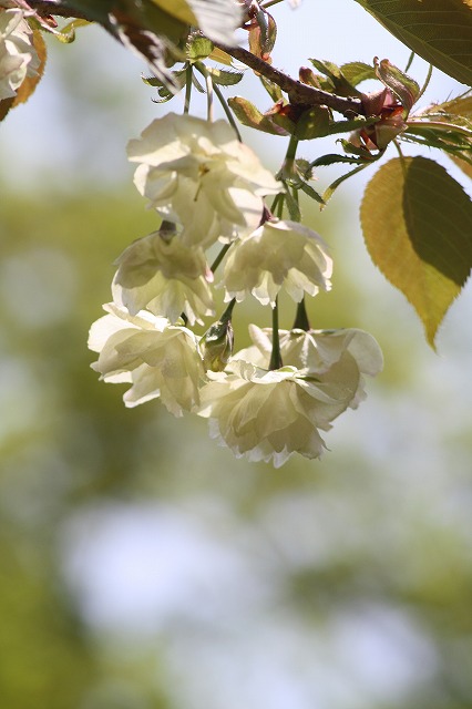 八重桜　うこん