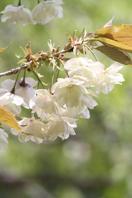 八重桜　うこん