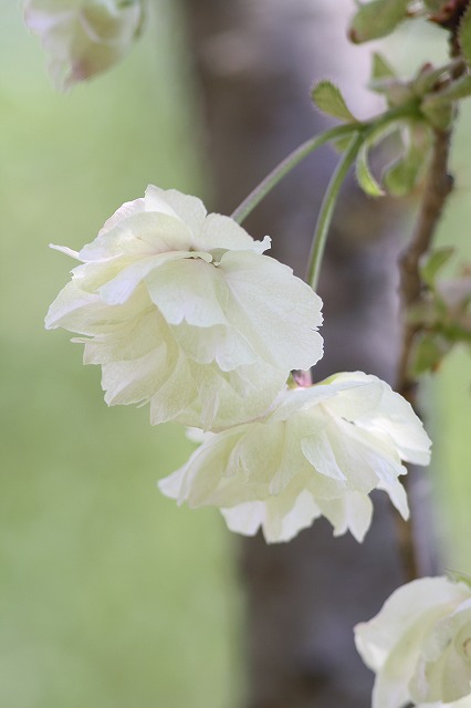 八重桜　うこん