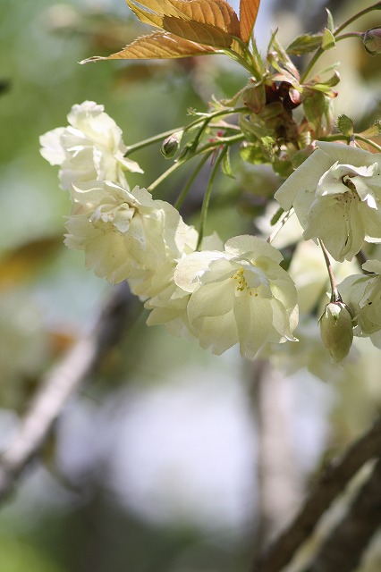 八重桜　うこん