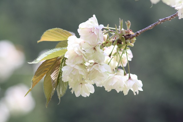八重桜　うこん　その２