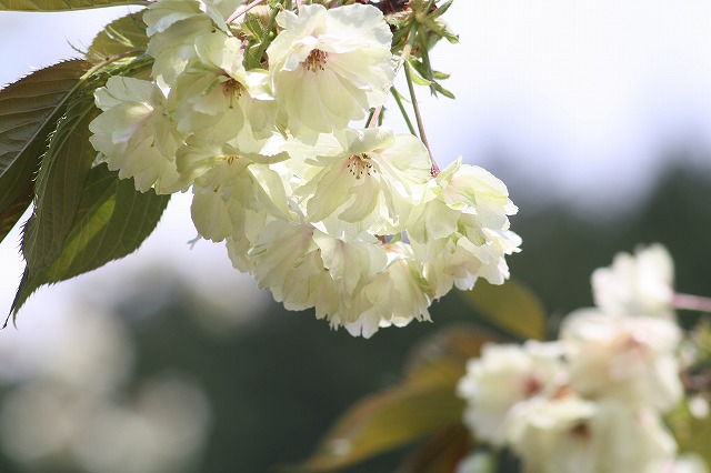 八重桜　うこん　その２
