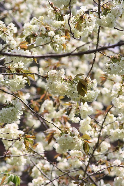 八重桜　うこん　その２