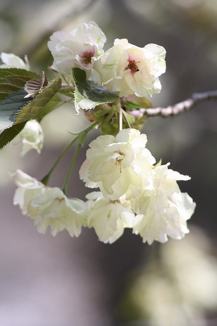 八重桜　うこん　その２