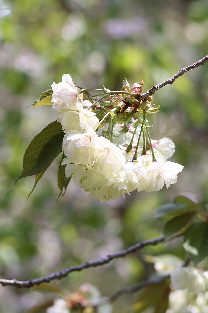 八重桜　うこん　その２