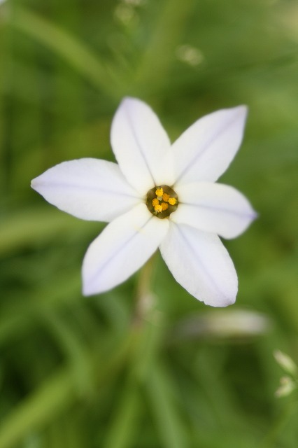 ハナニラ　Spring star flower