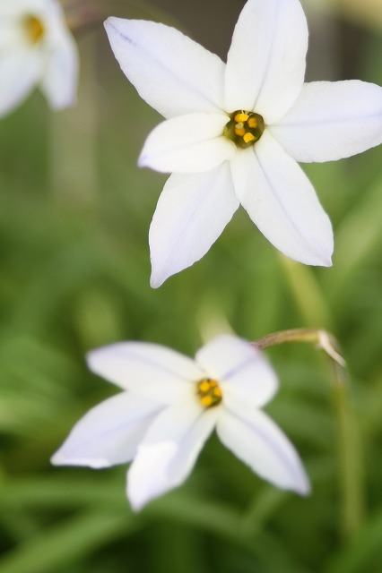 ハナニラ　Spring star flower