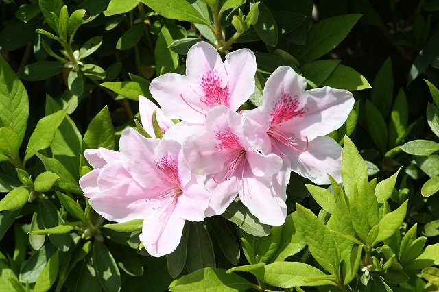 つつじ