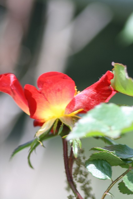 薔薇　その２