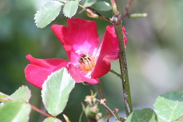 薔薇　その２