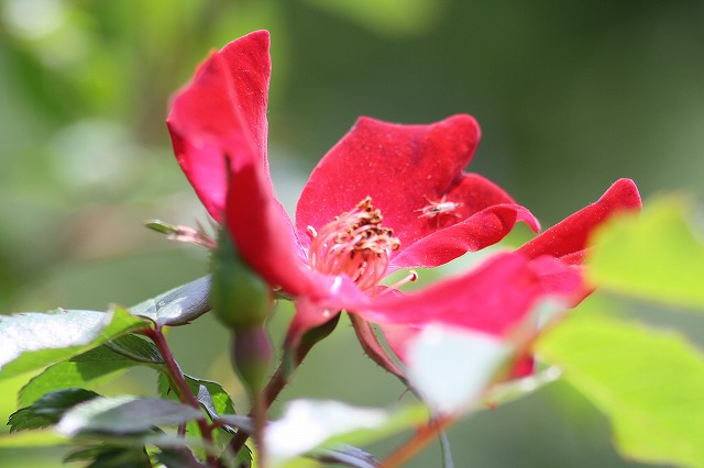 薔薇　その２