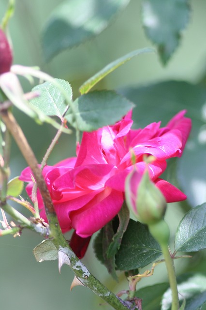 薔薇　その２