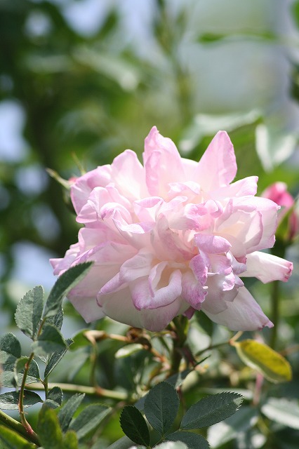 薔薇　その３