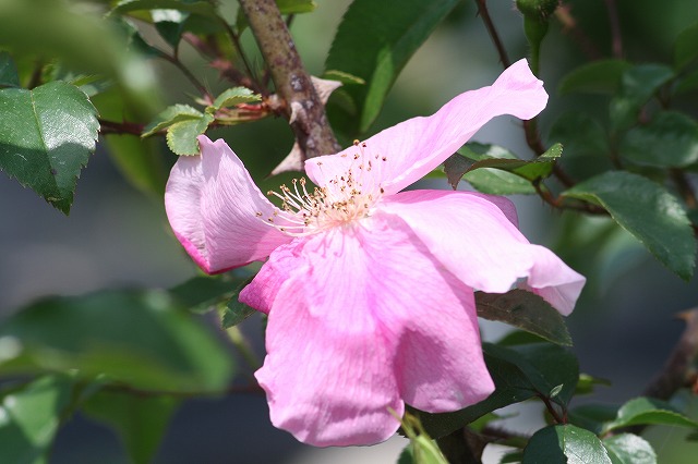 薔薇　その４