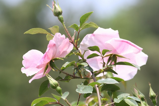 薔薇　その４