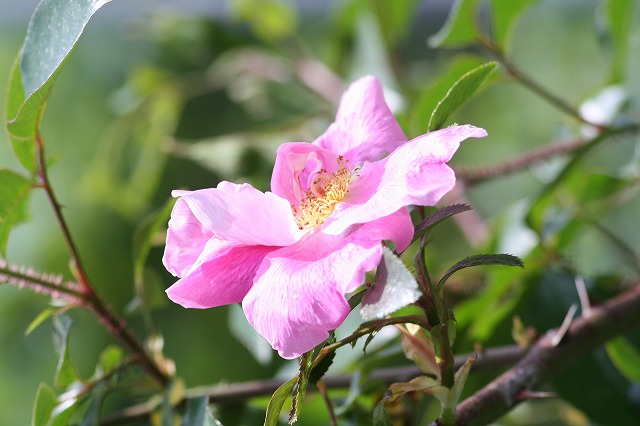 薔薇　その４