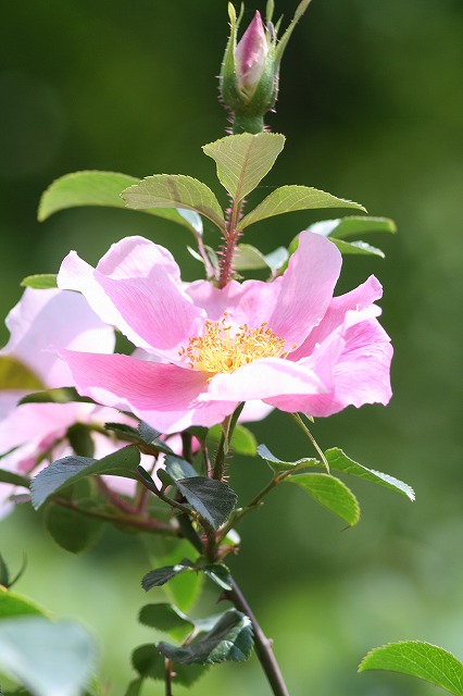 薔薇　その４