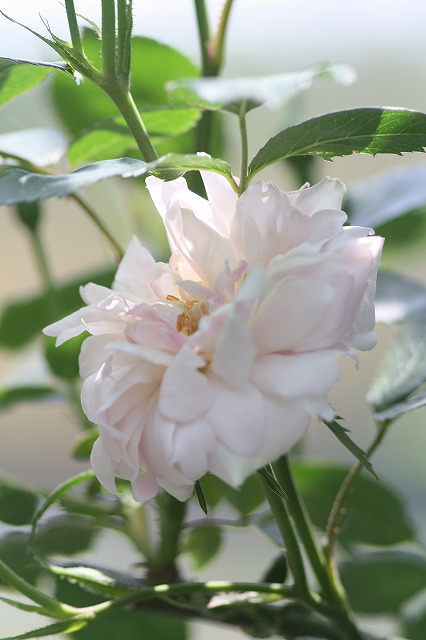 薔薇　その３