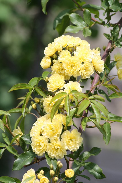薔薇　その５